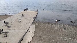Birds at Hollingworth lake