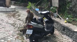 Wild monkeys climb all over man's moped in Taiwan