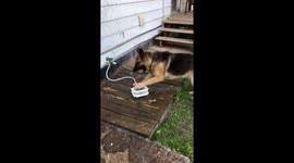 Summertime Water Doggo
