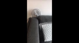 Puppy keeps cool in the summer heat