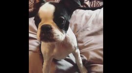 Adorable puppy gobbles up peanut butter