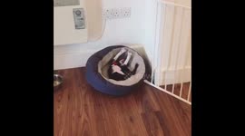 Owner creeps up on mischievous puppy Frankie