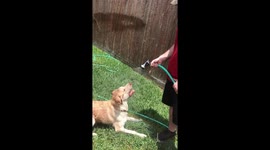 Dog loves water