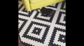 This is the only dog in the world to hate walkies