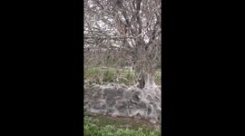 Amazing. Caterpillars taken over the tree. https://t.co/Iz9fMQPSK2
