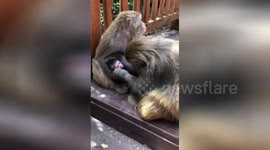 Tender moment papa monkey kisses baby monkey