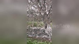 Newsflare Edit - Amazing. Caterpillars taken over the tree. https://t.co/Iz9fMQPSK2