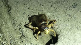 Listen to largest and loudest cricket in the world perform buzzing call