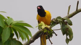 A Very Cute Yellow Bird With Black Head Try To Telling Me Something Sitting On A Tree