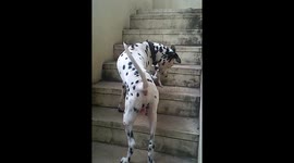 My cute dalmation with kitten