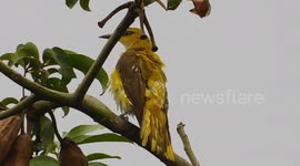 A Very Cute Yellow Bird With Natural Bird Sound