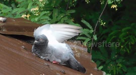 After A Very Hot Day When The Rain Fall Start Then The Funny Bird Spread Her Wings And Enjoy The Rain Fall And Take A Cool Bath