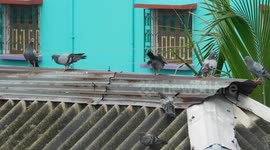 The Cute Bird Are Sitting Together And Cleaning There Body After A Rainfall And Take A Shower On The Rainfall