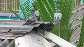 the three bird sitting on a rooftop and enjoy the rain fall after a verry hot day with natural rainfall and bird shouting sound