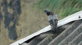 The Cute Bird Are Enjoy The Rain Fall With Natural Rainfall And Bird Shouting Sound