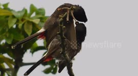 The Cute Bird Are Cleaning There Body And Wings On Sitting The Top Of The Tree