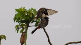 This Two Bird Are Very Careful About There Beauty For That They Cleaning There Body On Sitting On A Tree
