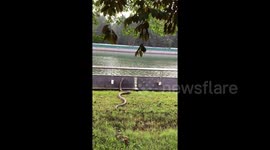 Massive python makes loud splash diving into Singapore River