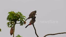 Two Cute Bird Video With Clear Natural Bird Sound