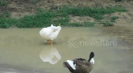 White Duck Reflection On Water