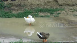Duck Enjoying The Food After Rain Fall