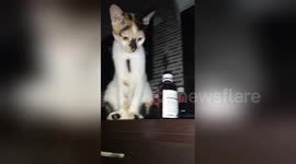 Cat repeatedly knocks medicine bottle off counter