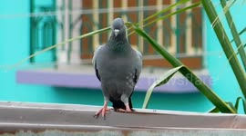 The Bird Stood In The Attitude In Such A Way