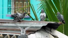 The Funny Video Of The Bird Fall