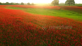 Thousands of poppies in bloom turn field into beautiful red carpet