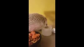 Hedgehog quenches its thirst