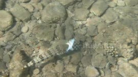 Lizard Fish catches a prey