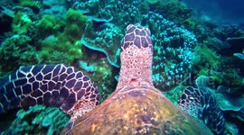 Turtle cam! Onboard with a turtle on the hunt for tasty coral