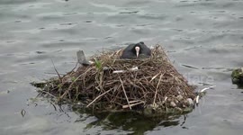 Coot On A Nest