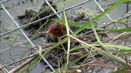 Heartbreaking Scene Of Chick That Cannot Get Back Into Its Nest