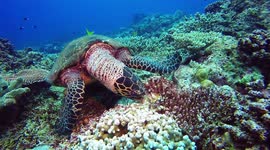Turtle enjoys a tasty coral snack