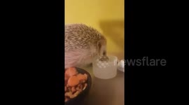 Hedgehog quenches its thirst