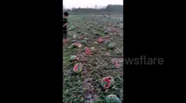 Tennis-ball sized hailstones smash up farmlands and vehicles