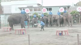 Elephants in Japan show off their football skills
