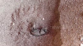 Antlion hunts beetle in fascinating manner