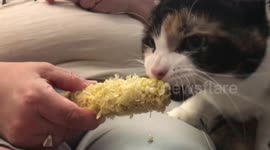 Cat expertly devours corn on the cob