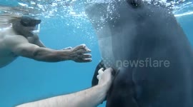 Amazing moment fishermen pet friendly dolphin in the Red Sea