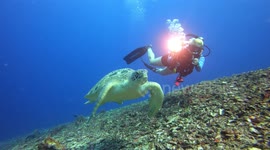 Divers are having a close encounter with a sea turtle