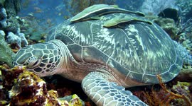Sleeping sea turtle with remoras (shark suckers)
