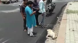 Uproar after construction crew built road over sleeping dog in northern India