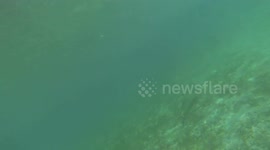 Shark at Kuredu Maldives GoPro