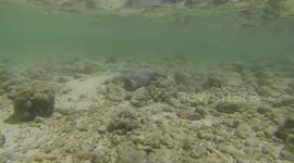 Baby Stingray Maldives Kuredu GoPro