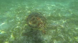 Sea Turtle Maldives - Kuredu