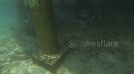 Fishes @ Amaya Kuda Rah - Maldives