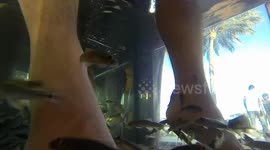 Dr.Fish Garra Rufa fish in Makadi bay Egypt gopro