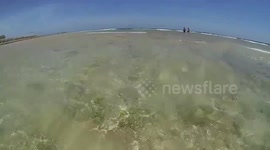 Jellyfish detail video Makadi Bay Hotel beach sea Egypt Red Sea gopro